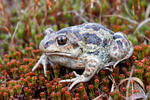 Common Spadefoot