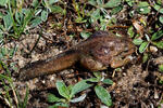 Common Spadefoot