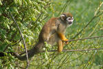 Common Squirrel Monkey