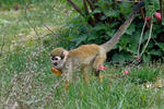 Common Squirrel Monkey