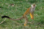 Common Squirrel Monkey