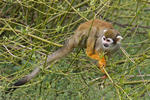 Common Squirrel Monkey