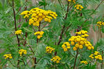 Common Tansy
