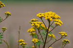 Common Tansy