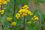 Common Tansy