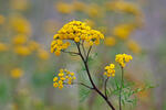Common Tansy