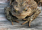 Common Toad