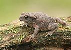 Common Toad