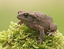 Common Toad