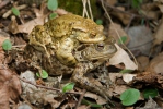 Common Toad