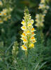 Common Toadflax