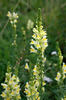 Common Toadflax