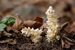 Common Toothwort