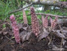 Common Toothwort