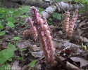 Common Toothwort