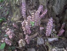 Common Toothwort