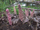 Common Toothwort