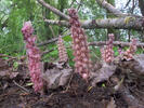 Common Toothwort