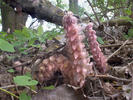 Common Toothwort