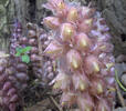 Common Toothwort