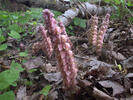 Common Toothwort