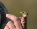 Common Tree Frog