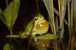 Common Tree Frog