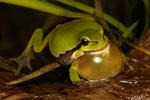 Common Tree Frog