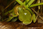 Common Tree Frog