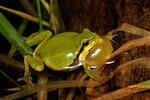 Common Tree Frog