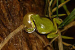 Common Tree Frog