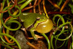 Common Tree Frog