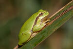 Common Tree Frog