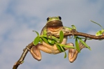 Common Tree Frog