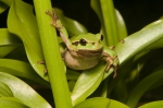 Common Tree Frog