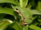 Common Tree Frog