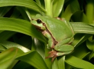 Common Tree Frog