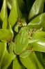 Common Tree Frog