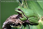 Common Tree Frog