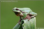 Common Tree Frog