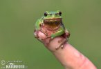 Common Tree Frog