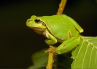 Common Tree Frog