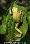 Common Tree Frog