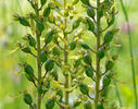 Common Twayblade