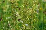 Common Twayblade