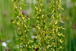 Common Twayblade