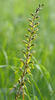 Common Twayblade