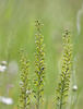 Common Twayblade