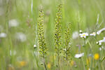 Common Twayblade