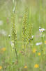 Common Twayblade